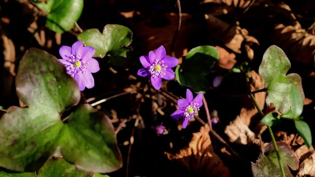 Clemadite viola, fiorita tra le foglie secche del sottobosco