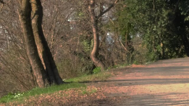 Sentiero nel bosco, con fogliame, alberi spogli in inverno, luce del tramonto con ombre lunghe