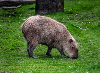 Capybara grazing on the lawn. Latin name - Hydrochoerus hydrochaeris	