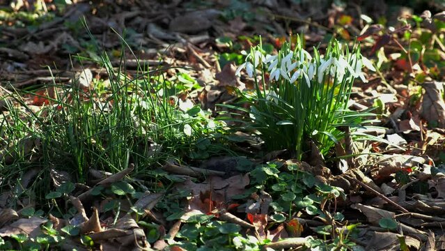 Mazzetto di bucaneve, tra le foglie nel sottobosco