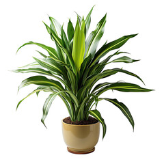 Plant Showcase On Isolated Background