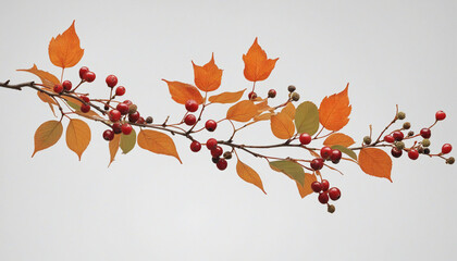 Thin branch with berries and leaves outline on transparent background