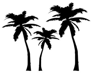 vector silhouette of coconut trees,  trees silhouettes