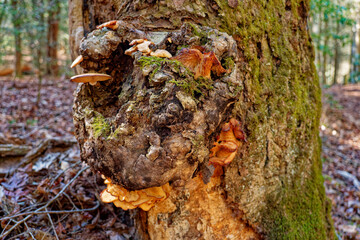 Variety of fungi on a burl