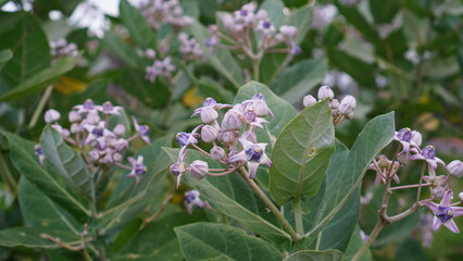 Calotropis gigantea in the garden