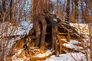 Pine tree with large thick roots on a snowy slope in winter