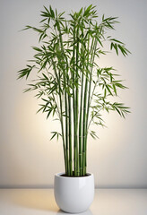 Bamboo plant in white pot, PNG cutout with shadow on transparent background