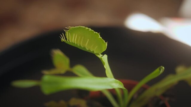 Close up of Venus flytrap or Dionaea muscipula carnivorous plant.