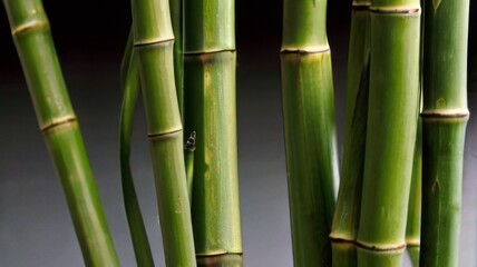 Obraz premium Texture of green bamboo stalks, showing the nodes and smooth surface