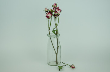 Dried rose flower in a transparent vase on a light background