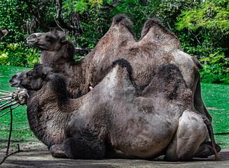 Bactrian camels in their enclosure. Latin name - Camelus bactrianus	