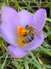 Frühlingserwachen mit einer Honigbiene, die auf eine Blüte des Krokus sitzt und Pollen sammelt. Die Biene tanzt und genießt den Honig Nektar.