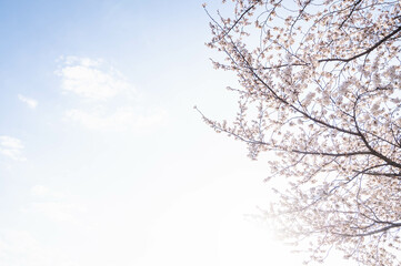 Fototapeta na wymiar 逆光の桜