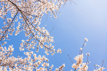 青空と桜