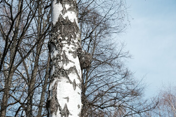 Birch Chaga mushroom grows high on trunk of tree. Inonotus obliquus, sterile mycelial mass. Black exterior conk, Charcoal-like mass. Chaga fungus to cause decay within the living birch tree - obrazy, fototapety, plakaty