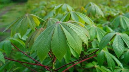 Close up of Cassava leaves
