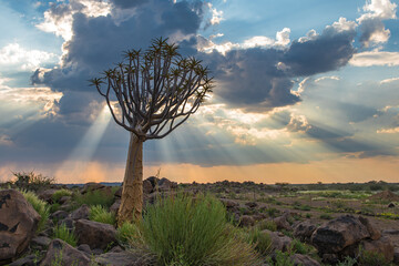 The quiver tree, or aloe dichotoma, Keetmanshoop, Namibia. - 735227478