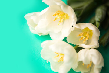 Naklejka na ściany i meble Bouquet of white tulips on bright green background