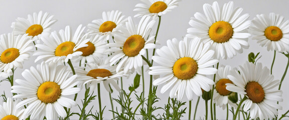 Fototapeta premium White Chamomile Daisy Flowers on Transparent Background, Isolated PNG Cutout