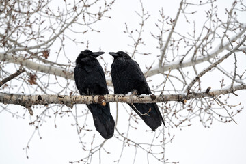 Pair of ravens (Corvus corax) perched in cottonwood tree; Grand Teton NP; Wyoming 