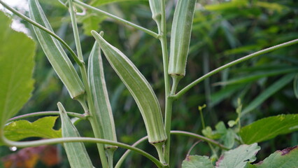 Obraz premium Abelmoschus esculentus on the tree