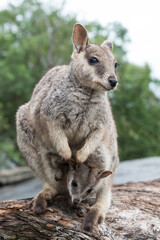 Naklejka na ściany i meble Mareeba Rock Wallaby, Australia