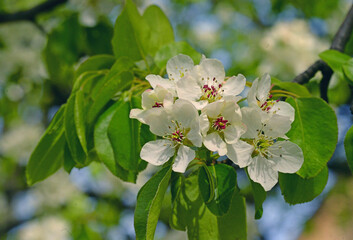 Pear blossom in spring