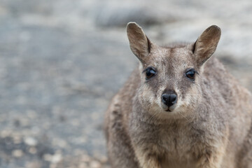 Mareeba Rock Wallaby, Australia