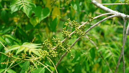 Raw Brucea javanica fruit