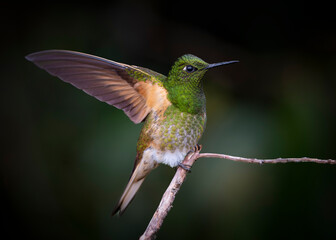 Fototapeta premium Buff tailed Coronet