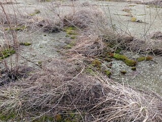 Obraz premium Dry grass and green moss outside in a crack on a concrete pavement. Plants that have grown through hard, durable concrete.