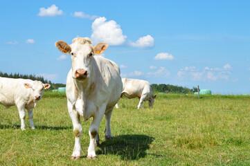 A Charolais cow herd in a meadow in the countryside pasture.