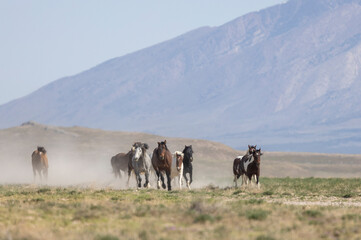 Wild Horses in the Utah Desert in Spring