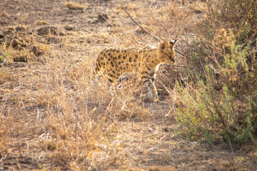 An African wild cat (Serval) hunting in Amboseli National Park, Kenya