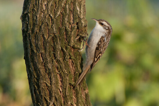 Short-toed Treecreeper, a tree bird