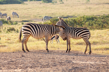 Zebra with foal in Amboseli National Park, Kenya