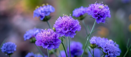 Obraz premium Beautiful blooming purple flowers with vibrant green leaves in a garden oasis