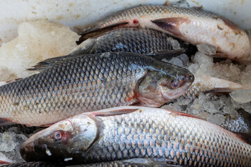 fresh fish at retail shop for sale at day from different angle