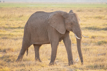 Fototapeta na wymiar An African bush elephant in Amboseli National Park, Kenya