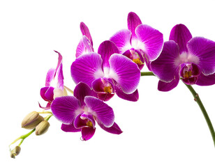 lila Orchideen isoliert auf weißen Hintergrund, Freisteller