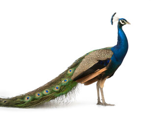 Obraz premium Pfau isoliert auf weißen Hintergrund, Freisteller 