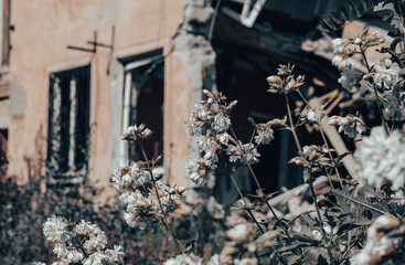 fresh natural flowers against the background of destroyed burnt houses war in Ukraine