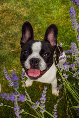 Summer portrait of French buldog. He is so cute in the nature. He has so lovely face	

