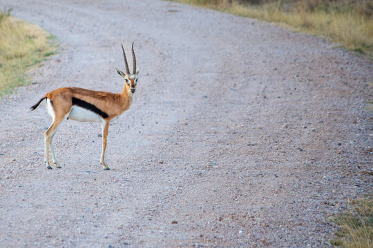 A thomson's gazelle turns to face the camera while crossing a roan in Amboseli National Park