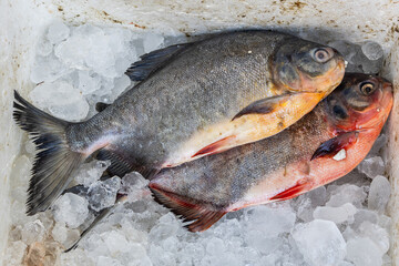 fresh fish kept at snow box at retail shop for sale at day from different angle