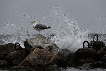Seagull on the breakwater - obrazy, fototapety, plakaty