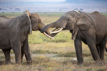 Naklejka na ściany i meble Two female elephants entwining trunks in Amboseli National Park, Kenya