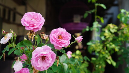 pink rose bush