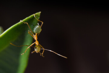 Green Ant, a species of ants living in Australia