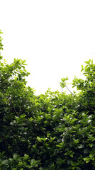 Fototapeta premium Lush garden bushes isolated in white background 